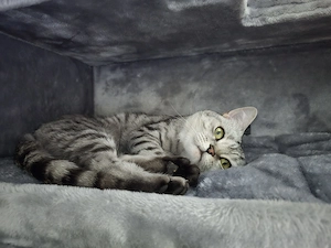  Wasi sucht sein Für-immer-Zuhause   liebevoller Einzelkater mit Freigang
