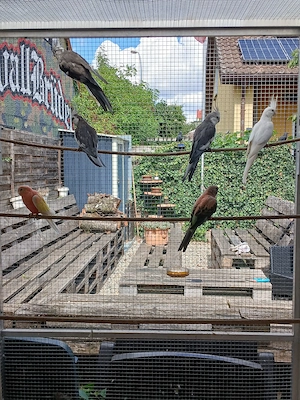 Bourkesittiche Zuchtpaar