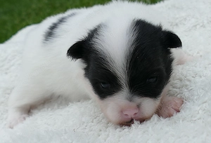 Zuckersüsse Zwergspitz Pomeranian Babys - Keine Minis