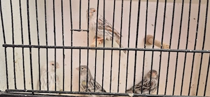 Kanarienvögel achat rot Mosaik 