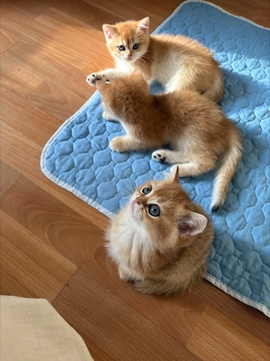 Wunderschöne BKH Kitten in Gold suchen ein liebevolles Zuhause
