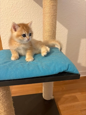 Wunderschöne BKH Kitten in Gold suchen ein liebevolles Zuhause Bild 2