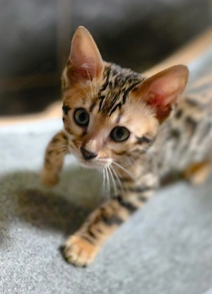 Apparte Tigerlein-Bengalkitten