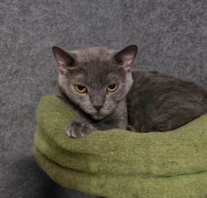 Bkh Katze 