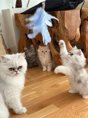 Perser-Kitten suchen ein schönes Zuhause