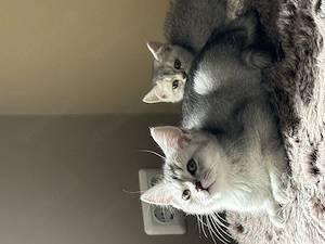 Bkh Kitten 14 Wochen alt 
