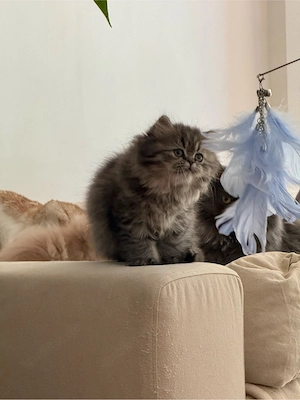 Perser-Kitten suchen ein schönes Zuhause Bild 8