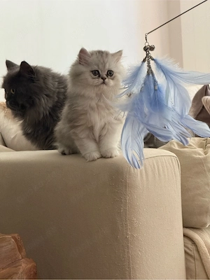 Perser-Kitten suchen ein schönes Zuhause Bild 7