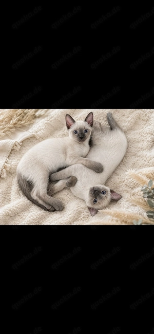 Thai Siam BKH Kitten Lilac