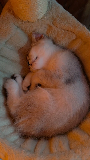 Zwei süße BKH   Perser Mix Kitten (3 Monate alt) suchen ein liebevolles Zuhause "