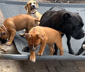 Bulldoggen 