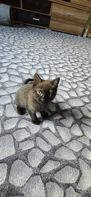 Britisch Kurzhaar kitten 
