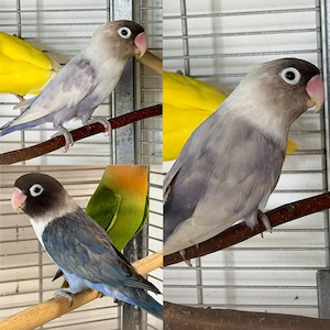 1 Pärchen Schwarzköpfchen 