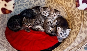 BKH Kitten 1 Kätzchen und 4 Katerchen