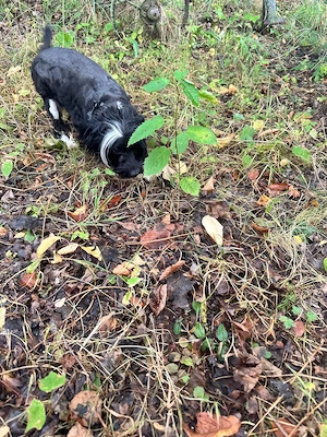 Süßer Chinese Crested Rüde sucht sein neues Traumschloss