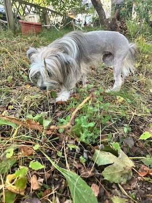 Süße Chinese Crested Hündin sucht sein neues Traumschloss