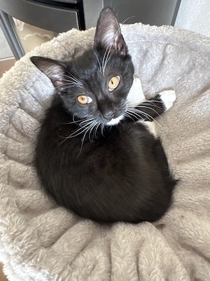 Wunderschöne Katzen - Mix BKH - Schwarz Weiß - Katzen der Rasse Britisch Kurzhaar