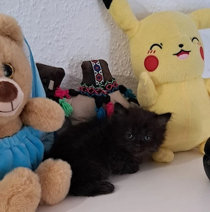 kuschelige schoko braune Bkh baby  