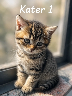 Kitten abzugeben BKH und BLH