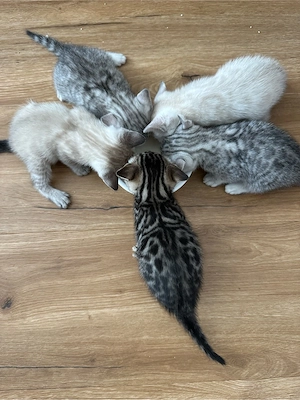 Wunderschöne BKH-Bengal-Mix Kitten   5 Kater & 1 Katze   