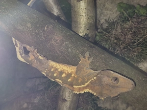Correlophus ciliatus - Kronengecko (Männchen "Ghost")   NZ 12 2025   Harlequin
