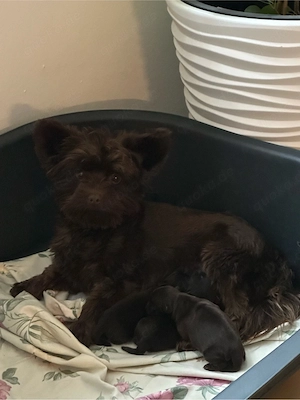 Yorkshire Terrier Welpen 