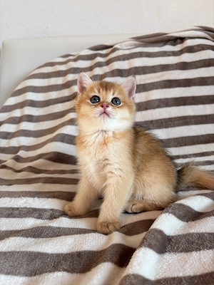 BKH Reinrassige Kitten Golden Chinchilla 