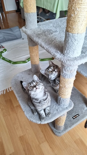 Reinrassige BKH Kitten 