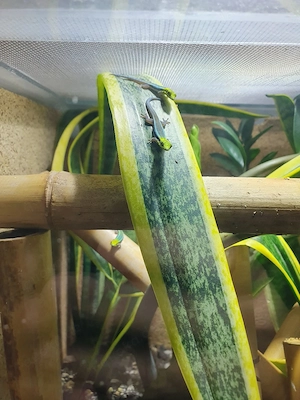 Phelsuma klemmeri   5 gesunde Nachzuchten aus 2026 abzugeben
