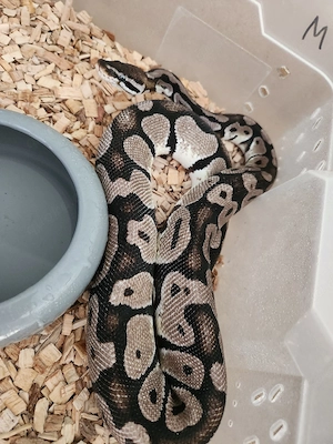 Königspython 1.0 Pastel Axanthic (VPI)