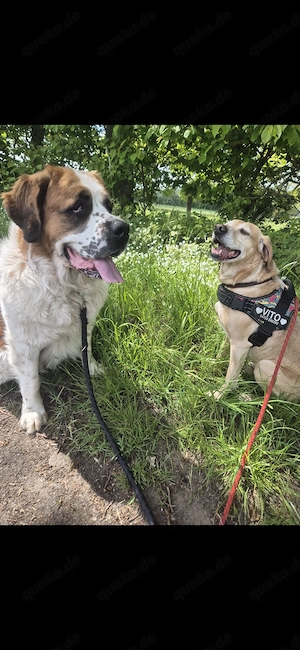 Bernadiener und Magya vizsla Mix.