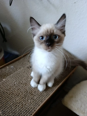 Bkh Heilige Birma kitten