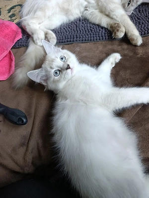 Heilige Birma bkh kitten 