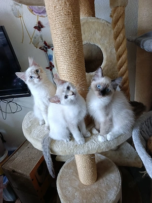 Bkh Heilige Birma kitten