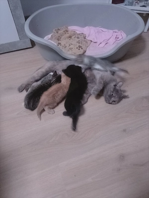 Britisch Kurzhaar Mix Babys