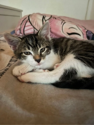 Süße Kitten suchen neues Zuhause