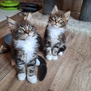 Maine coon junge
