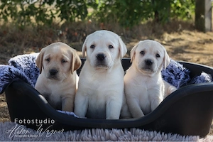 Labradorwelpen in braun, schwarz und blond