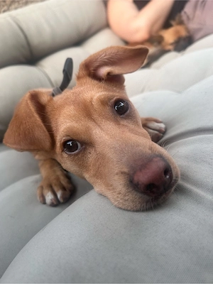 Jack Russel Mischling "Nacho"