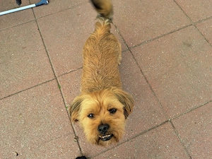 Rüde Shih-Tzu x Yorkshire abzugeben 