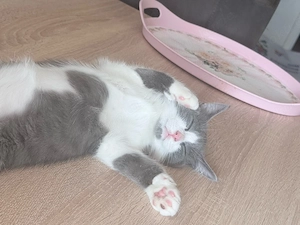     Schweren Herzens: Zwei Katzen abzugeben