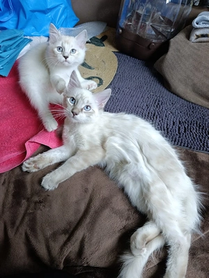 Ragdoll heilige Birma Katerchen 