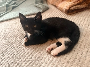 Zwei wunderschöne Kitten   BKH   American Shorthair   Mädchen & Kater