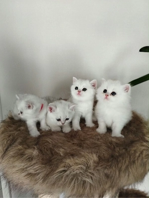 Britisch Kurzhaar Kitten BKH BLH Kitten 