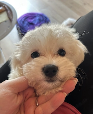 Bichon Havaneser Welpe Bild 3
