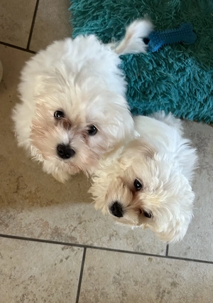 Bichon Havaneser Welpe Bild 5