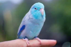 Blau genick Sperling Papagei 
