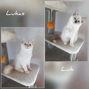 ABGABEBEREITE Heilige Birma Kater 17 Wochen gesund 