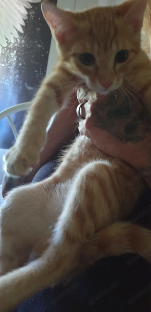 1 Rotes katzenbaby abzugeben  reserviert  Bild 5