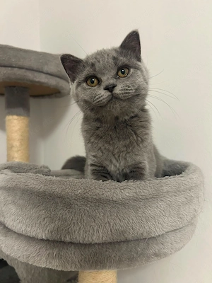 Liebevolle & verschmuste Katzendame sucht Herzensheim (geb. 18.04.)